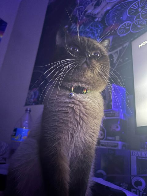 King Trunks sitting upright in a violet-lit room, head tilted upward, long white whiskers catching the glow of a nearby screen.